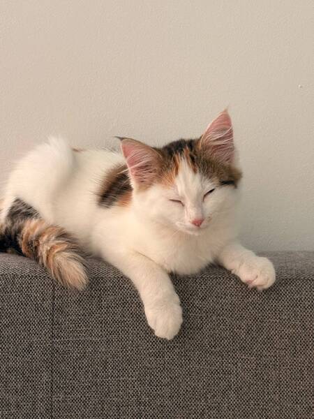 Adopter Bonnie