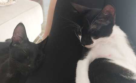 Adopter Rayo et Cosmo