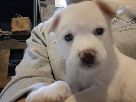 Adopter Angel