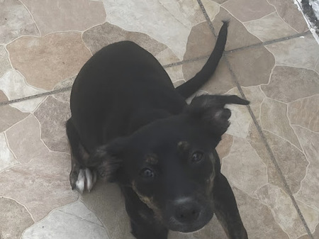 Adopter Tylia