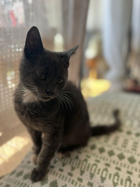 Adopter Mira