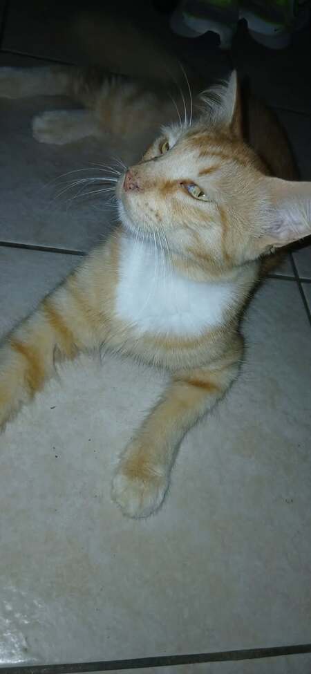 Adopter Caliste