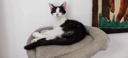 Adopter Pittochat