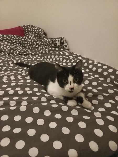 Adopter Bobine 
