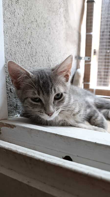Adopter IO et PHOBOS