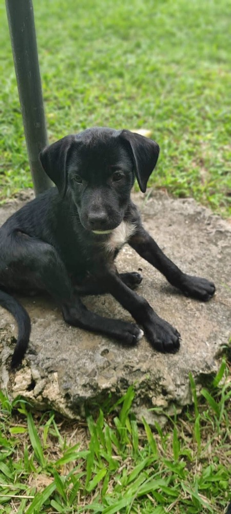 Adopter Bongo