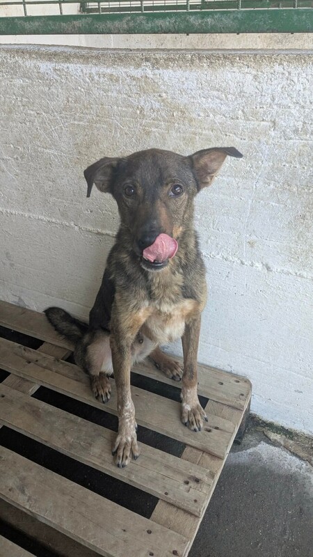 Adopter Pancake