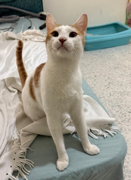 Adopter Bambam