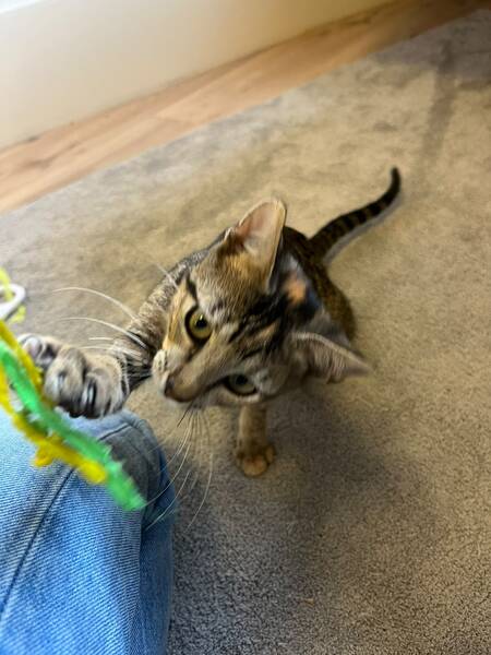 Adopter Panteria