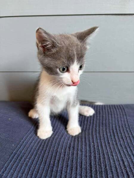 Adopter Bro