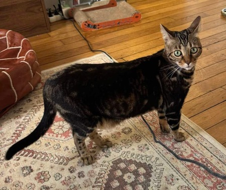 Adopter Santano 