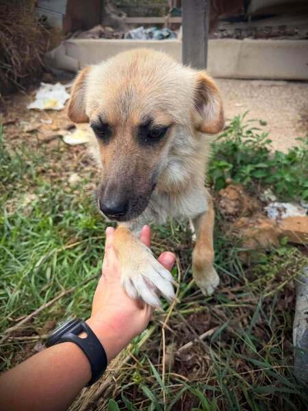 Adopter Pyrite