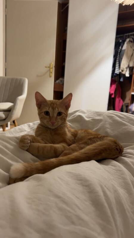 Adopter Nao