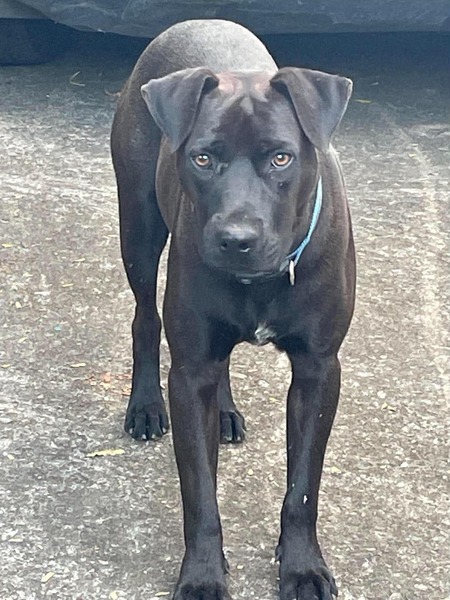 Adopter Mowgli