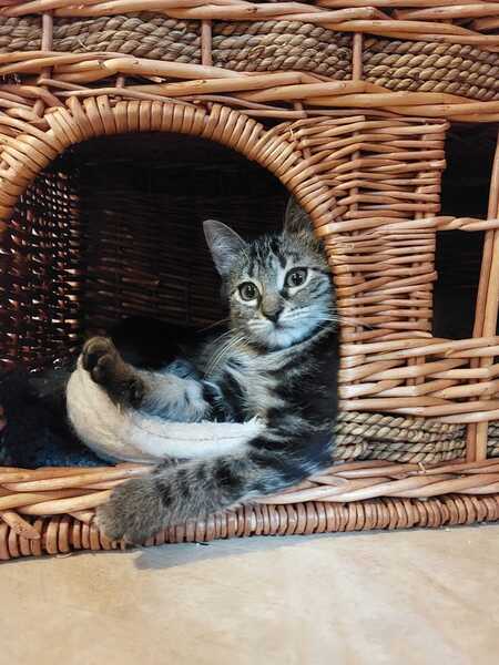 Adopter Shadow