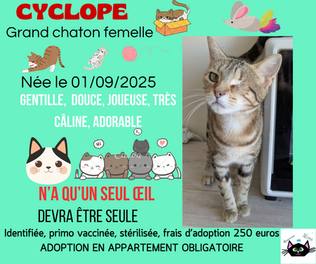 Adopter Cyclope