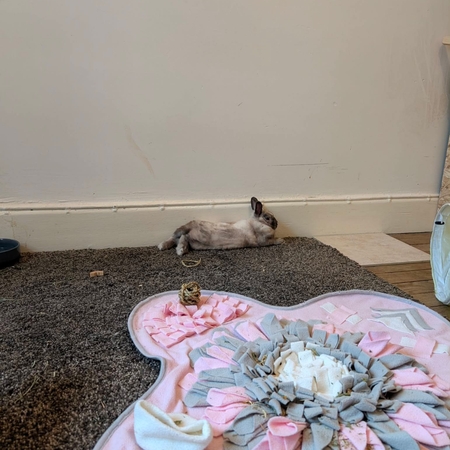 Adopter Alfred