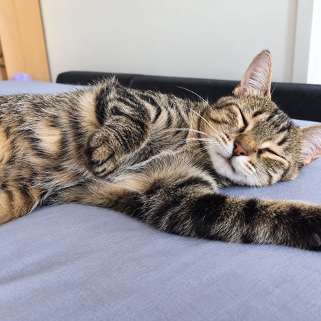 Adopter Mimie Jolie