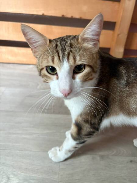 Adopter Pistache