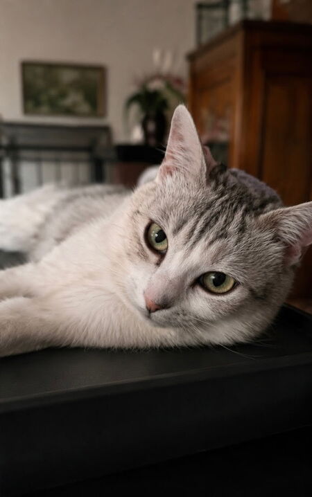 Adopter duchesse et son petit