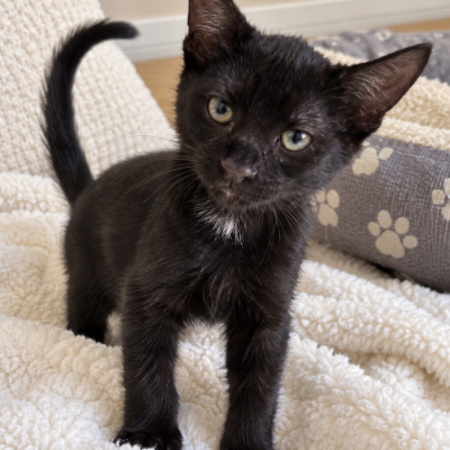 Adopter Sola