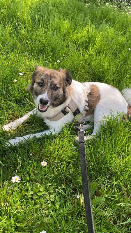 Adopter Balto