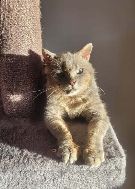 Adopter Rusty