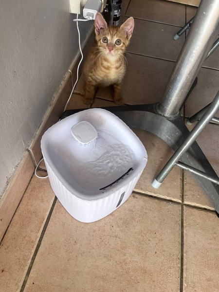 Adopter Mizou