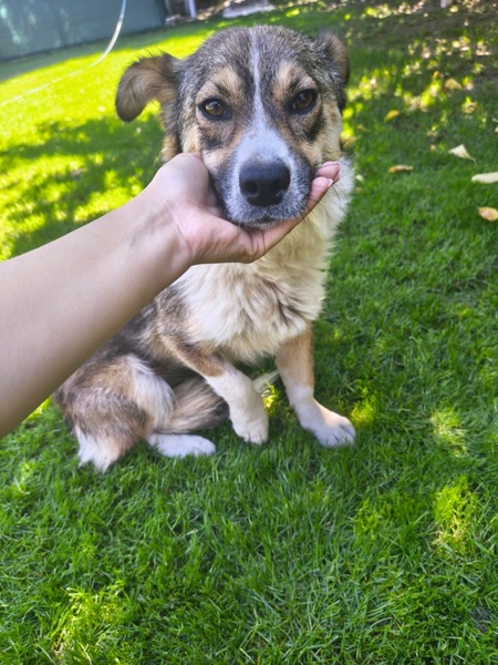 Adopter Kina