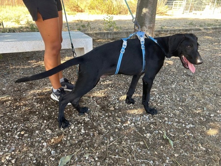Adopter SCOOBY