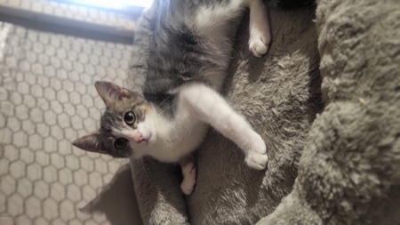 Adopter Bouli