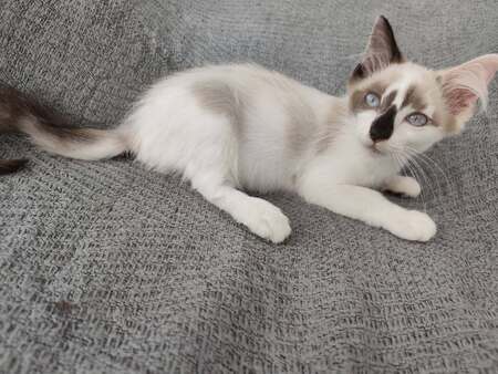 Adopter Bisous