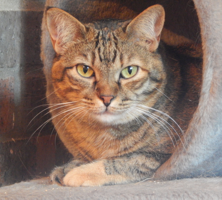 Adopter Isis