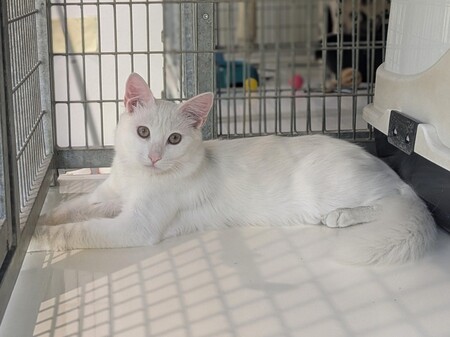 Adopter BIANCO