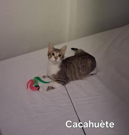 Adopter Cacahuète