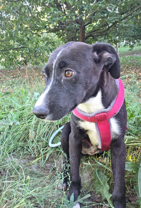Adopter Charu