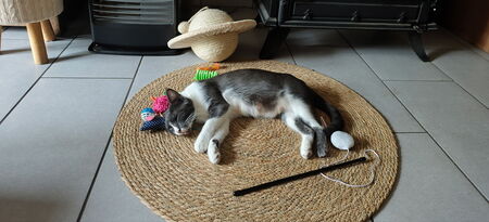 Adopter Boreal 