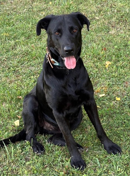 Adopter Albert