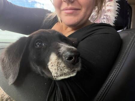Adopter Honey