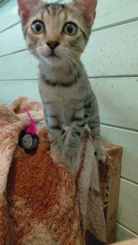 Adopter Piokie