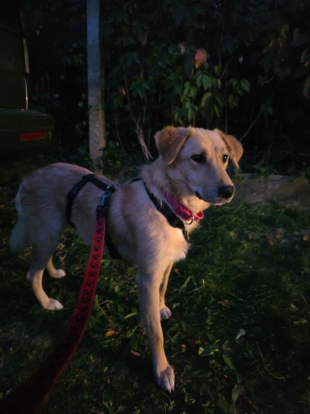 Adopter Praline
