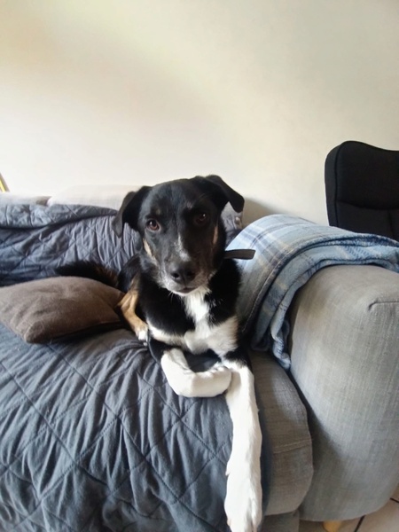 Adopter Toro