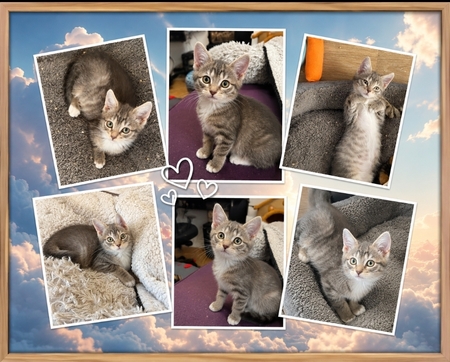 Adopter Nuage 