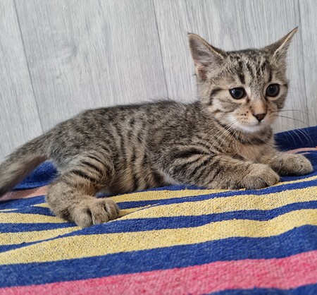 Adopter Bach