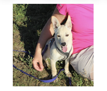Adopter NICOLE, chien de Ukraine!