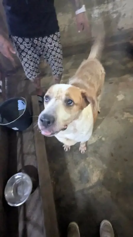 Adopter Jerry