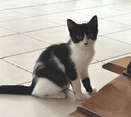 Adopter Pépito