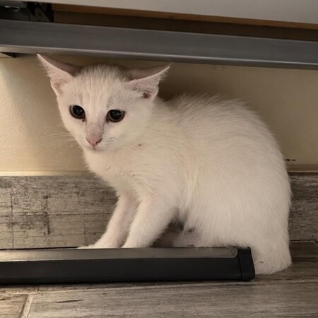 Adopter SNOW