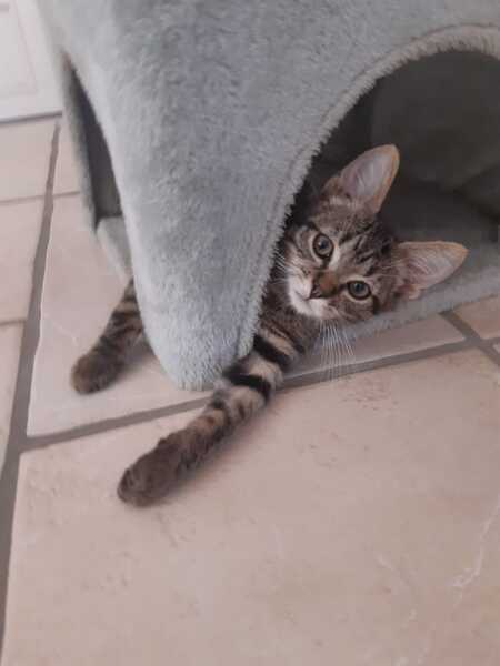 Adopter Lucky