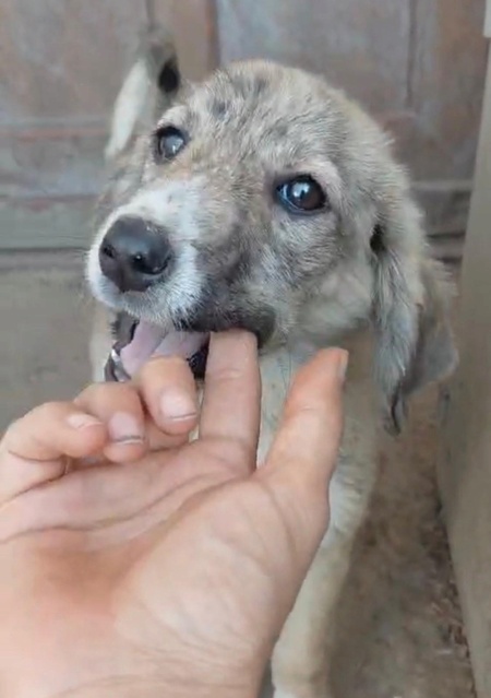 Adopter Sparky